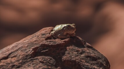 A frog rests on a rock in the desert of Zion National Park, Utah, USA