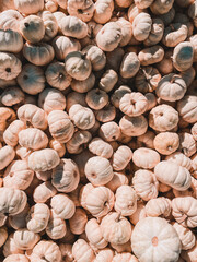 close up of a pile of white pumpkins