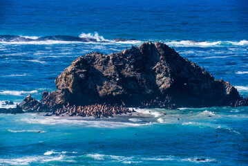 Shell island sea lions colony