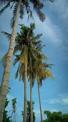 Obraz na płótnie Canvas palm trees on blue sky