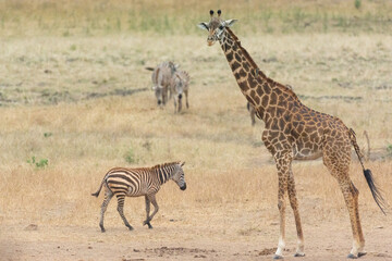 Giraffe in Kenya on safari, Africa. The giraffe is an African artiodactyl mammal, the tallest living terrestrial animal and the largest ruminant - 470331994