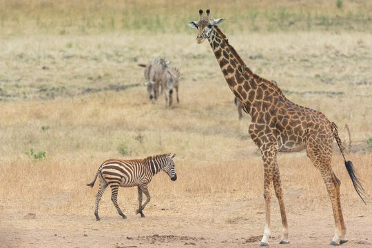 Giraffe in Kenya on safari, Africa. The giraffe is an African artiodactyl mammal, the tallest living terrestrial animal and the largest ruminant