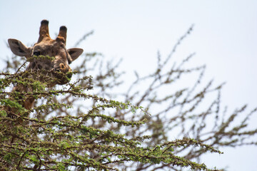 Giraffe in Kenya on safari, Africa. The giraffe is an African artiodactyl mammal, the tallest living terrestrial animal and the largest ruminant - 470332177