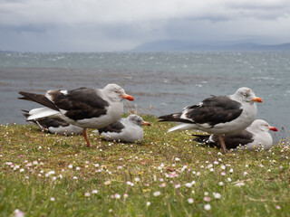 Dolphin Gulls near the shoreline in Ushuaia, Argentina