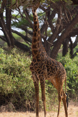 Giraffe in Kenya on safari, Africa. The giraffe is an African artiodactyl mammal, the tallest living terrestrial animal and the largest ruminant