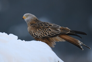 Milñano Real en la nieve