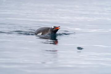 Obraz premium Gentoo Penguin swimming in Antarctica