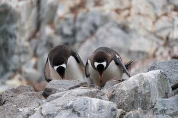 Gentoo Penguins on nests in Antarctica