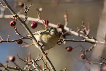 Goldcrest bird sitting on a twig, Regulus regulus, bird with a yellow stripe on its head, smallest bird in Europe, tiny, fast and agile bird with a yellow crest