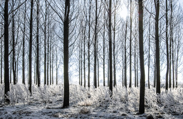 winter in the Goybos.The Goybos is located in Oud Ade part of the municipality of Kaag en Braassem in the Dutch province of South Holland.