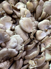 Champignons