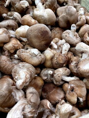 Champignons