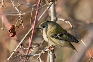 Goldcrest bird sitting on a twig, Regulus regulus, bird with a yellow stripe on its head, smallest bird in Europe, tiny, fast and agile bird with a yellow crest