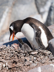 Fototapeta premium Gentoo Penguin feeding chick in Antarctica