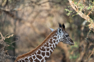 Giraffe in Kennya on safari, Africa. African artiodactyl mammal, the tallest living terrestrial animal and the largest ruminant.  - 470332777