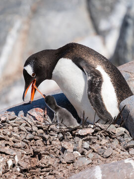 Gentoo Penguin feeding chick in Antarctica
