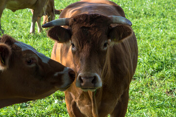 Tiere auf dem Bauernhof
