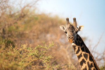 Giraffe in Kenya on safari, Africa. The giraffe is an African artiodactyl mammal, the tallest living terrestrial animal and the largest ruminant - 470332993