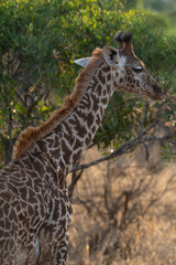 Giraffe in Kennya on safari, Africa. African artiodactyl mammal, the tallest living terrestrial animal and the largest ruminant.  - 470333124