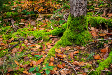 Obraz premium Trees in various colors on a November day