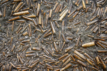 Belemnites fossil in ground, extinct animals that lived in Jurassic and Triassic seas