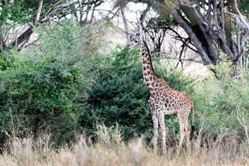 Giraffe in Kenya on safari, Africa. The giraffe is an African artiodactyl mammal, the tallest living terrestrial animal and the largest ruminant - 470333527
