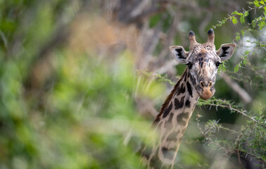 Giraffe in Kenya on safari, Africa. The giraffe is an African artiodactyl mammal, the tallest living terrestrial animal and the largest ruminant - 470333710