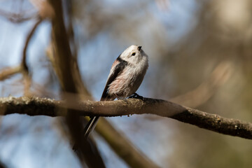 Long-tailed Tit sitting on a twig, Aegithalos caudatus, bird with white feathers and black tail, small European bird, fast and agile, looks like a small white ball