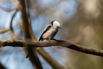 Long-tailed Tit sitting on a twig, Aegithalos caudatus, bird with white feathers and black tail, small European bird, fast and agile, looks like a small white ball