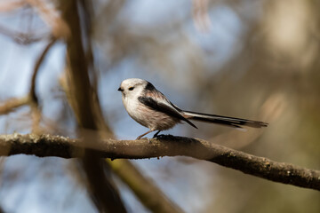 Long-tailed Tit sitting on a twig, Aegithalos caudatus, bird with white feathers and black tail, small European bird, fast and agile, looks like a small white ball