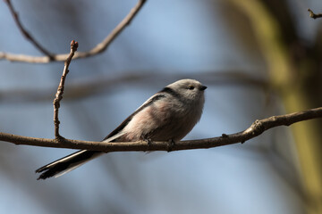 Long-tailed Tit sitting on a twig, Aegithalos caudatus, bird with white feathers and black tail, small European bird, fast and agile, looks like a small white ball