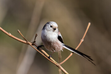 Long-tailed Tit sitting on a twig, Aegithalos caudatus, bird with white feathers and black tail, small European bird, fast and agile, looks like a small white ball