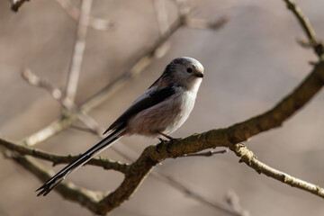 Long-tailed Tit sitting on a twig, Aegithalos caudatus, bird with white feathers and black tail, small European bird, fast and agile, looks like a small white ball