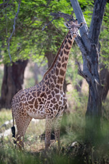 Giraffe in Kenya on safari, Africa. The giraffe is an African artiodactyl mammal, the tallest living terrestrial animal and the largest ruminant - 470333926