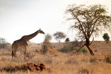 Giraffe in Kenya on safari, Africa. The giraffe is an African artiodactyl mammal, the tallest living terrestrial animal and the largest ruminant - 470333950