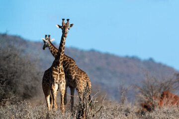 Giraffe in Kennya on safari, Africa. African artiodactyl mammal, the tallest living terrestrial animal and the largest ruminant.  - 470333969