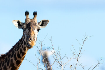 Giraffe in Kenya on safari, Africa. The giraffe is an African artiodactyl mammal, the tallest living terrestrial animal and the largest ruminant - 470333981