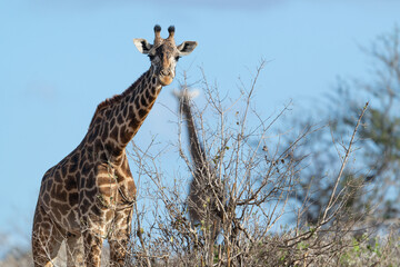 Giraffe in Kenya on safari, Africa. The giraffe is an African artiodactyl mammal, the tallest living terrestrial animal and the largest ruminant - 470334103