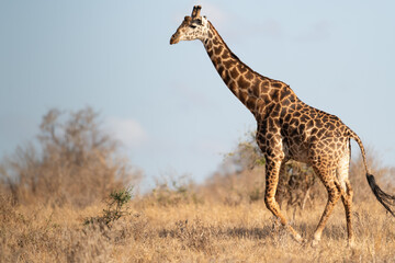 Giraffe in Kenya on safari, Africa. The giraffe is an African artiodactyl mammal, the tallest living terrestrial animal and the largest ruminant - 470334138