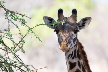 Giraffe in Kenya on safari, Africa. The giraffe is an African artiodactyl mammal, the tallest living terrestrial animal and the largest ruminant - 470334150