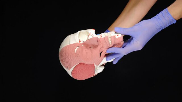 Hands in blue gloves holding skull model with muscles on black background. Vertical footage. Realistic human head anatomy model, jaw, cheek, nose. Human anatomy model, medicine. Human anatomical