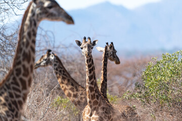 Giraffe in Kennya on safari, Africa. African artiodactyl mammal, the tallest living terrestrial animal and the largest ruminant.  - 470334316