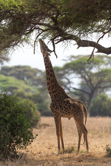 Giraffe in Kenya on safari, Africa. The giraffe is an African artiodactyl mammal, the tallest living terrestrial animal and the largest ruminant - 470334337