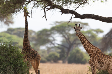 Giraffe in Kennya on safari, Africa. African artiodactyl mammal, the tallest living terrestrial animal and the largest ruminant.  - 470334351