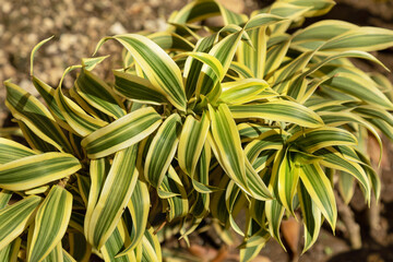 top view of houseplant dracaena reflexa lam outdoors. Song of India tree with white-green leaves