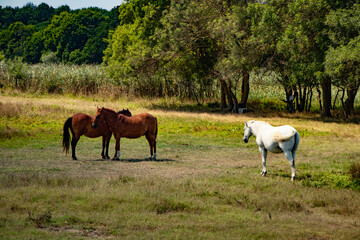 Obraz na płótnie Canvas horses on the meadow