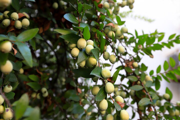 Myrtle berries and myrtle plant