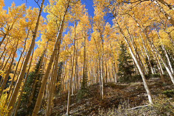 Aspen Trees in Fall at Red Mountain, Colorado