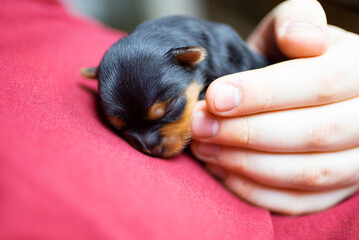 puppy in hands