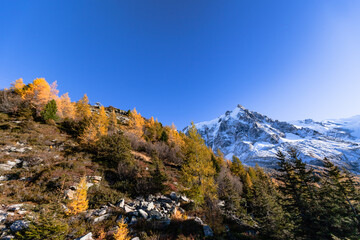 Evergreen trees on background of scenic snowy mountains. Mont Blanc mountain range, Chamonix-Mont-Blanc, France, 2021.Snowcapped mountains and fall trees. Mont Blanc mountain range, Chamonix.